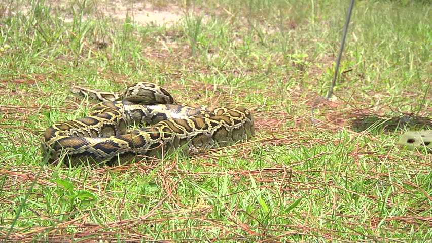 Aggressive Python Striking Stock Footage Video 1376332 - Shutterstock