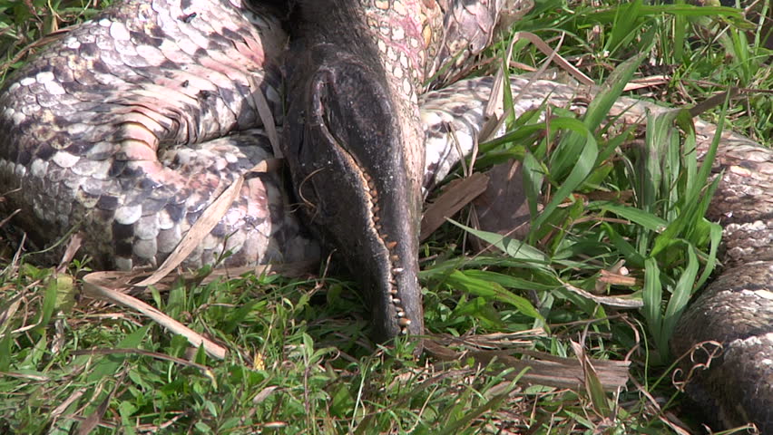 Dead Python and Alligator - HD stock video clip
