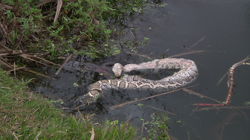 Dead Python And Alligator Stock Footage Video 1384870 - Shutterstock