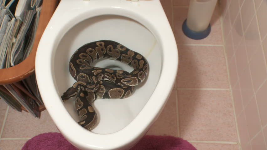 Какашки змеи фото Buy snakes in your toilet in stock OFF-65