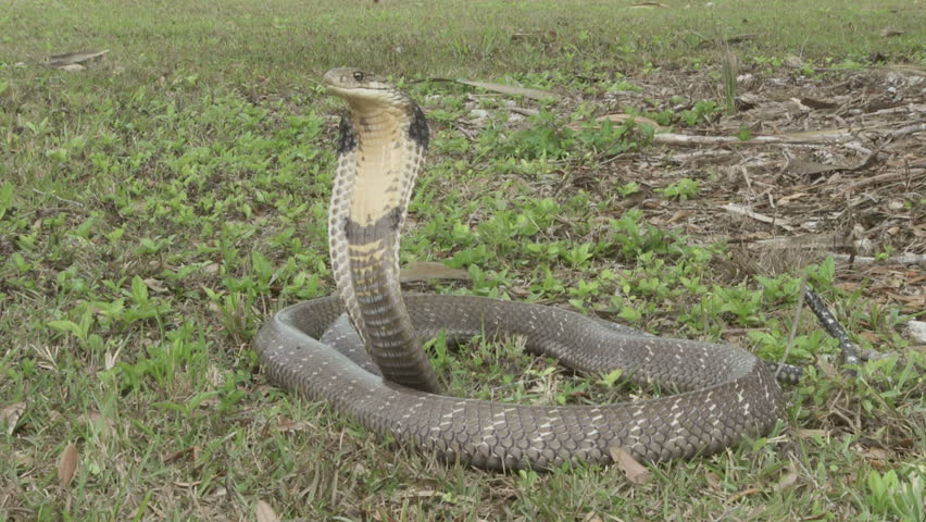 King Cobra Alert & Angry Stock Footage Video 1387213 - Shutterstock