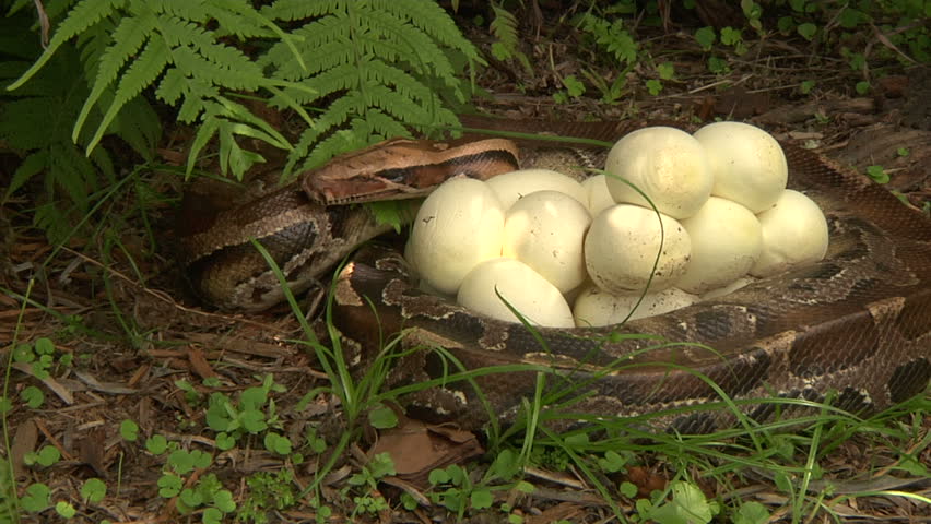 Python With Eggs Stock Footage Video 1394836 - Shutterstock