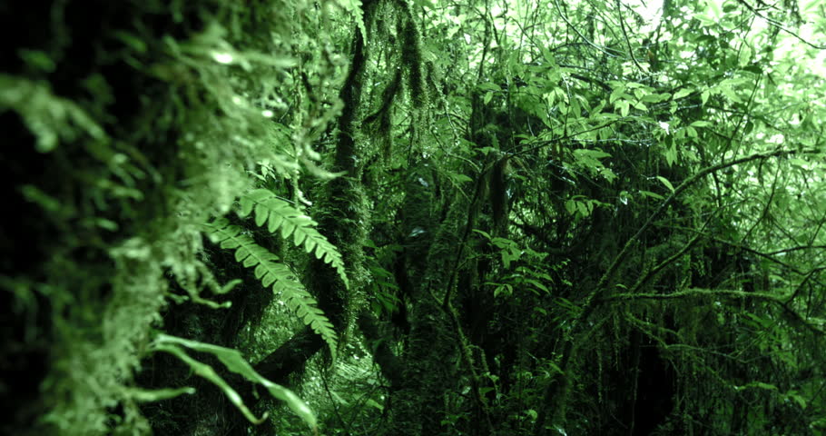 Mossy Trees In Dense Humid Forest Of Highlands In Cameron Slider Camera ...