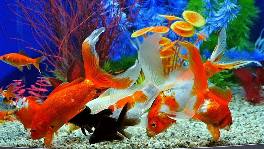 Slow Motion Of Goldfish Eating Fish Food And Swimming In Freshwater ...