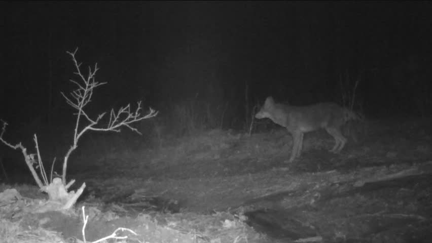 Coyote Digging In Animal Burrow Or Nest. Coyote (Canis Latrans) Is A ...