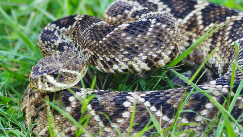 Copperhead Snake (Agkistron Contortrix) Is A Venomous Snake Found ...