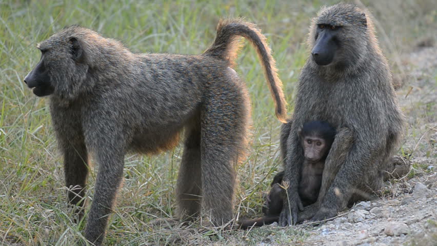 Olive Baboon (Papio Anubis), Uganda, Africa Stock Footage Video ...