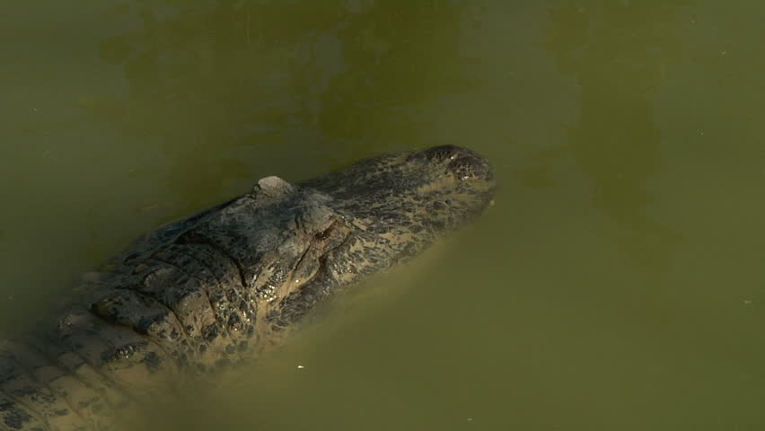 Alligator Eating Rabbit Stock Footage Video 2649308 - Shutterstock