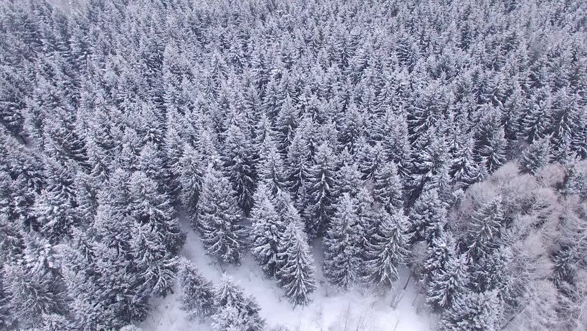 Winter Pine Forest A Bird View. Stock Footage Video 9200738 - Shutterstock