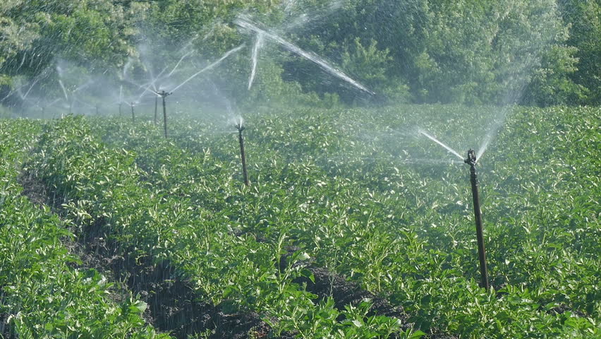 Potato Field With Irrigation System For Water Supply, HD Footage Stock ...