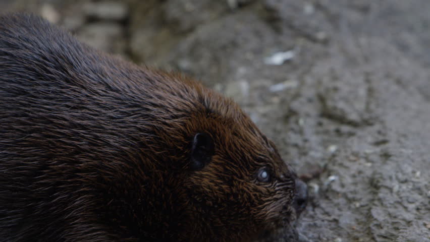 Canadian Beaver In Natural Habitat Stock Footage Video 14855005 ...