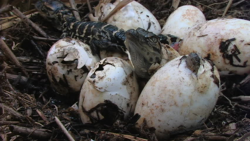 Alligators Hatching Stock Footage Video 1492585 - Shutterstock