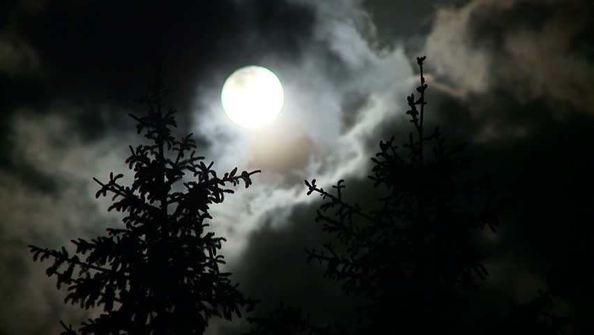 Full Moon On Cloudy Night With Willow Tree Leaves Blowing In Wind ...