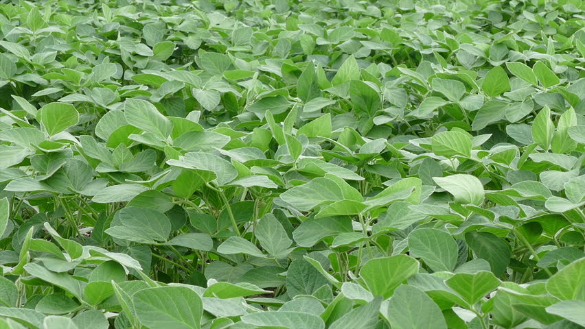 Close Up Of Soy Bean Plant In A Soybean Field In Spring Or Early Summer ...