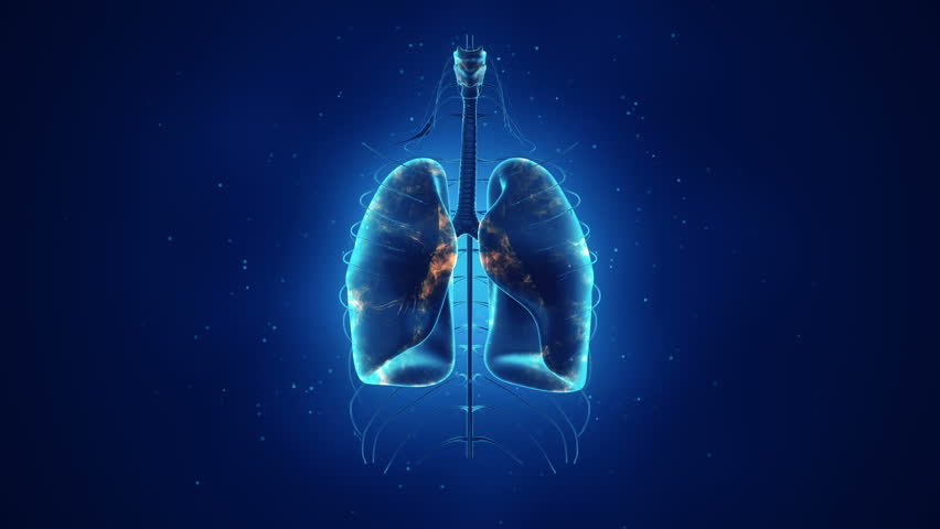 Human Lungs Stock Footage Video 7833901 - Shutterstock