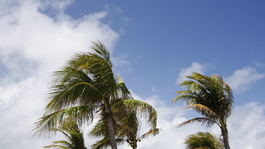 Palm Trees Blowing In The Wind, Miami, Florida Stock Footage Video ...