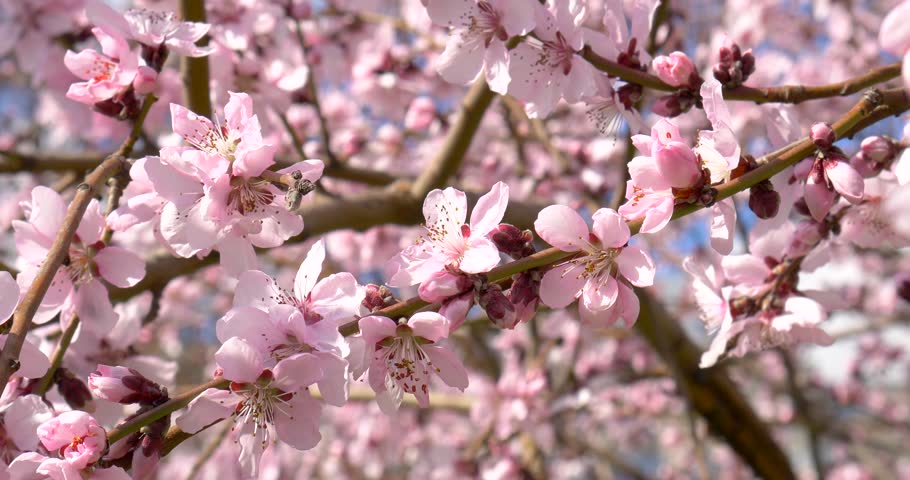 Beautiful Blossomed Tree,branches With Pink Flowers,wind Blowing,sunny ...