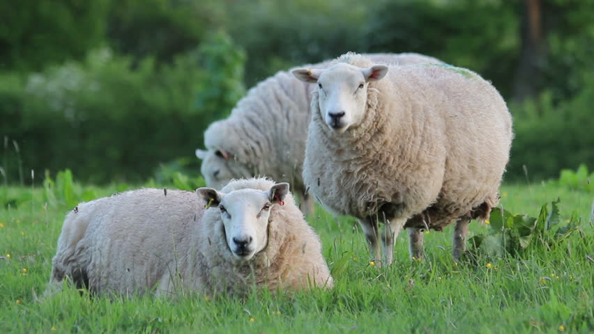 Ultra HD 4K Herding Sheep In Mountains, Flock Of Lambs Grazing Hill ...