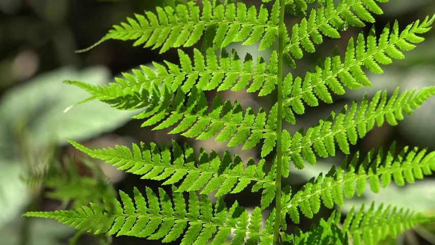 Close-up Of New Northern Lady Fern (Athyrium Felix-femina) Fronds ...