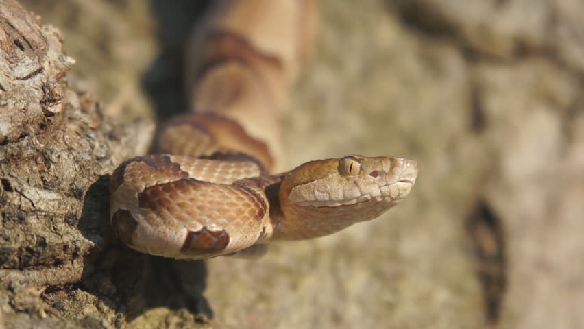 Copperhead Snake (Agkistron Contortrix) Is A Venomous Snake Found ...