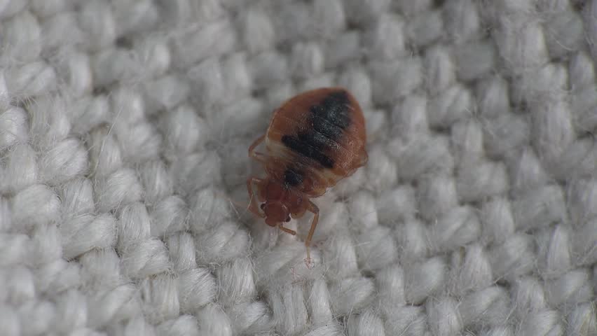 Bedbug Insect Parasite On The Sheet In Bed At Night, Macro Stock ...