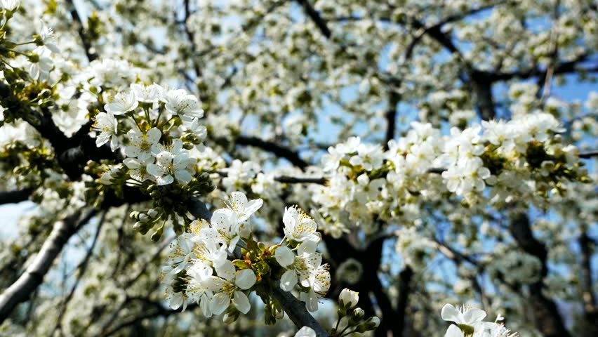 Osoyoos Cherry Orchard Blossoms, Okanagan, British Columbia. A Cherry ...