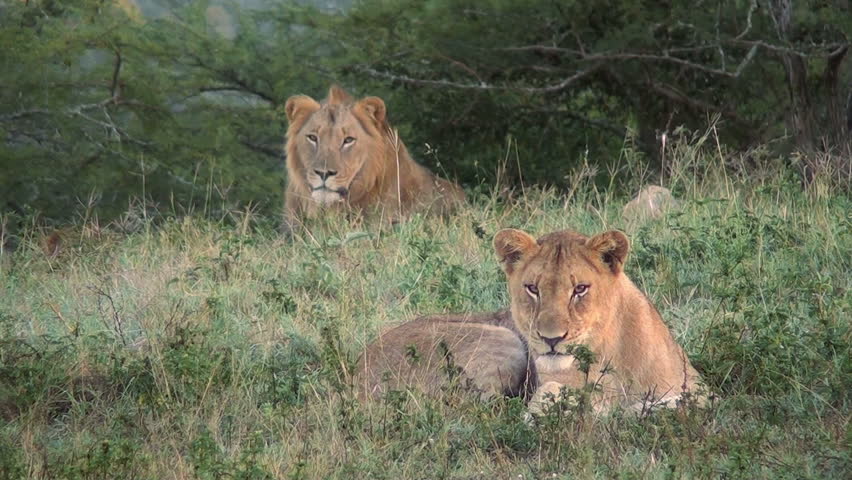 Video Clip Of Female Lion, Side View Shot. Stock Footage Video 7115662 ...