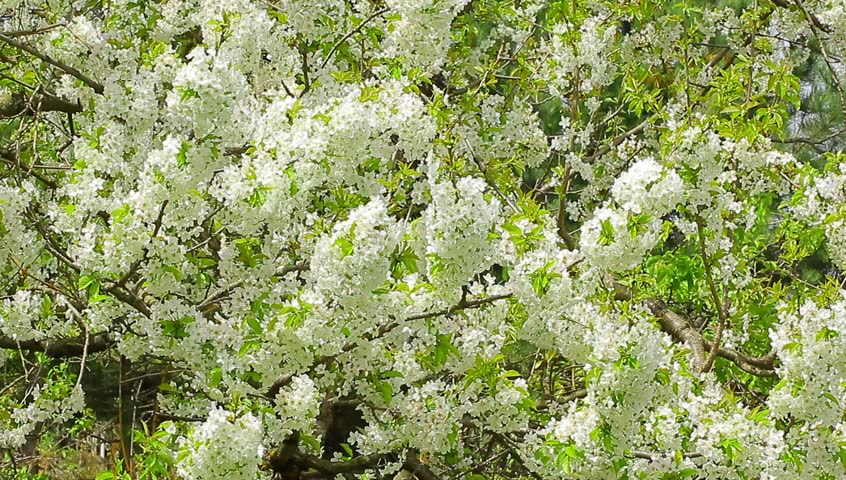 Elm Tree In Bloom Stock Footage Video 10591 - Shutterstock