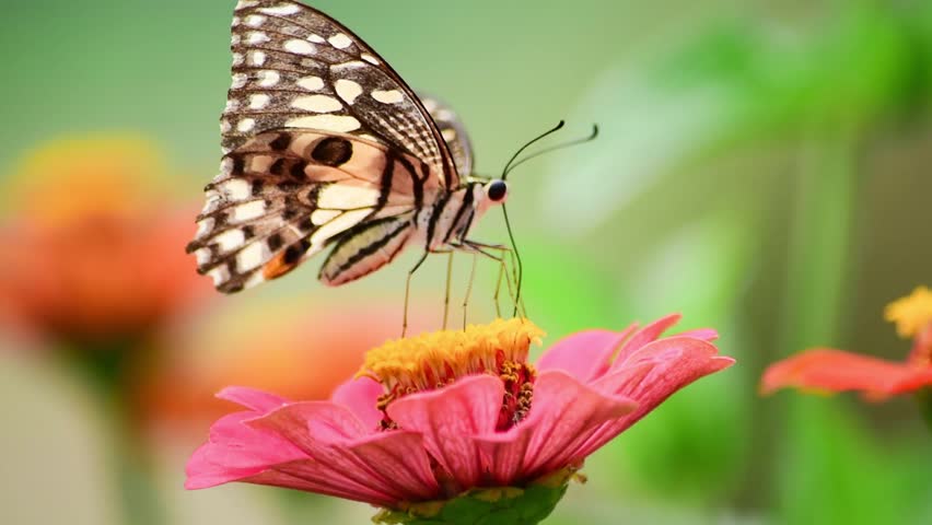 Cruiser Butterfly (Vindula Dejone) Stock Footage Video 4145056 ...