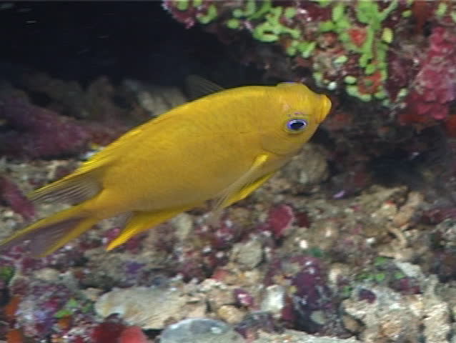 Yellow Chromis (Chromis Analis) Hovering Underwater In Fiji Islands ...