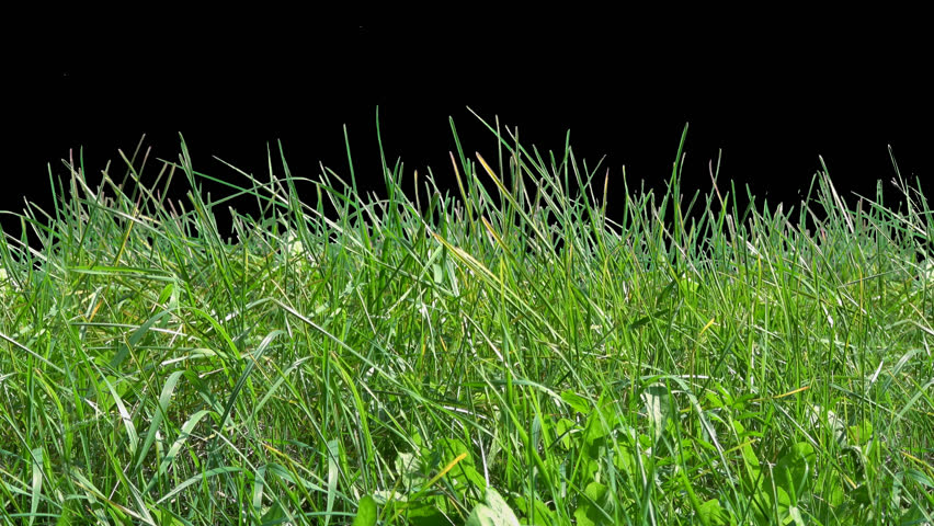 Beautiful High Tiled Panorama Grass, Real Shot Green Plant Blowing On ...