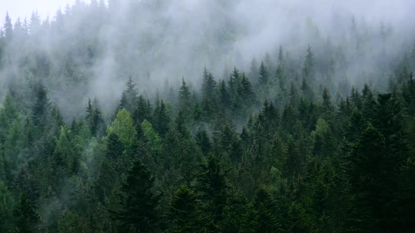 Misty Mountain Forest Fog Blowing Over Mountain With Pine Tree Forest ...