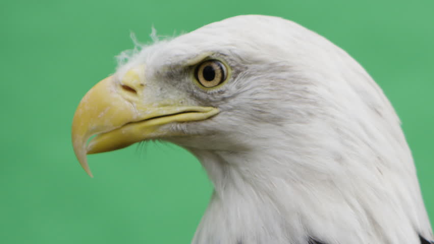 4K.Bald Eagle Green Screen On Green Background. Video Ultra HD. Green ...