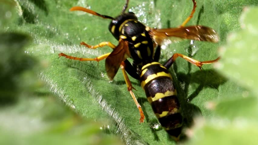 European Wasp Vs Bull Ant 2. The European Is Classified As A Pest In ...