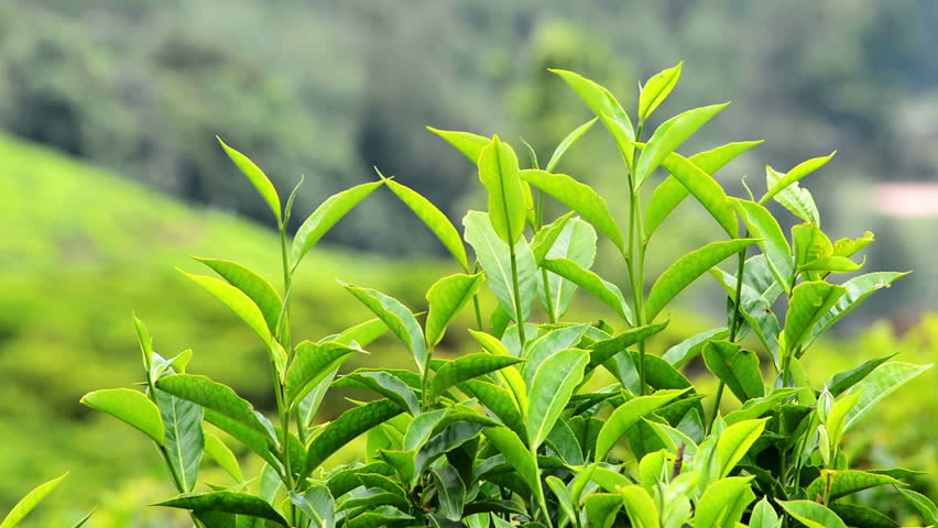 Tea Plants Close-up In Munnar Kerala India Stock Footage Video 3148624 ...