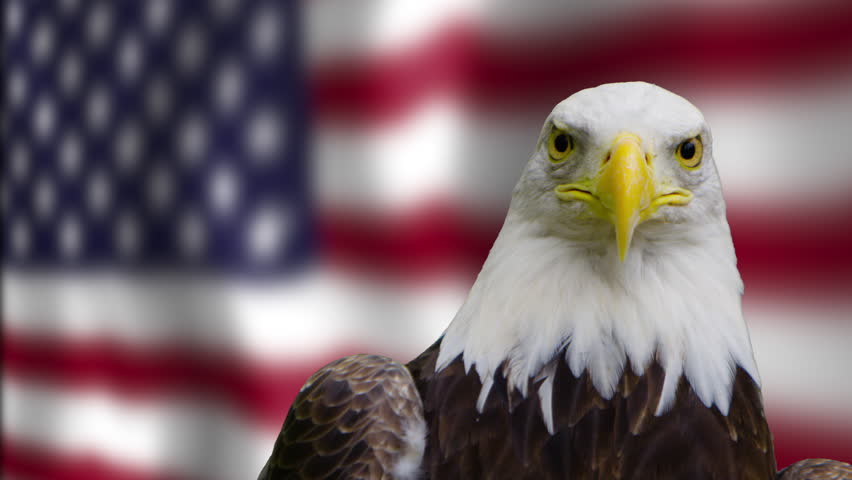 American Eagle With Animated US Flag Green Screen Video Footage - Video ...