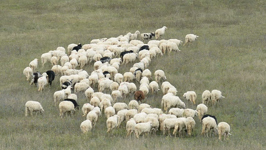 Sheep In Tuscany Meadow, Italy Stock Footage Video 10129079 - Shutterstock