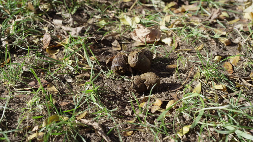 Gopher Tortoise Eating Vegetation. Stock Footage Video 7256458 ...