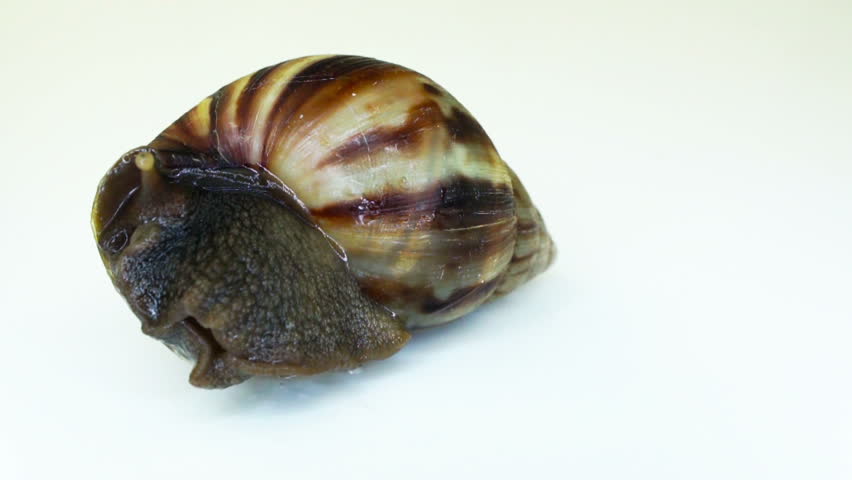 A Upside Down Garden Snail Looking Around With White Background. Stock ...