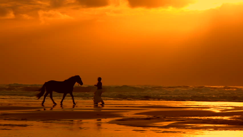 Horses At Sunset ... Stock Footage Video 4139596 - Shutterstock