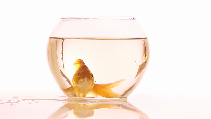 Goldfish Swimming In Fish Bowl And Opening Mouth View From Above Stock ...