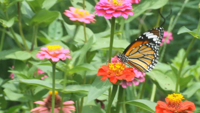 Butterfly Eating Pollen Flower Stock Footage Video 2662766 - Shutterstock