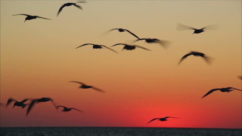 Lot Of Birds Flying Against A Beautiful Sunset 7 Stock Footage Video ...