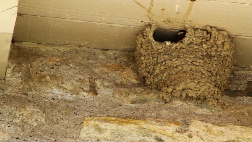 Mud Swallow Nests On A Stone Wall Stock Footage Video 2740829 ...