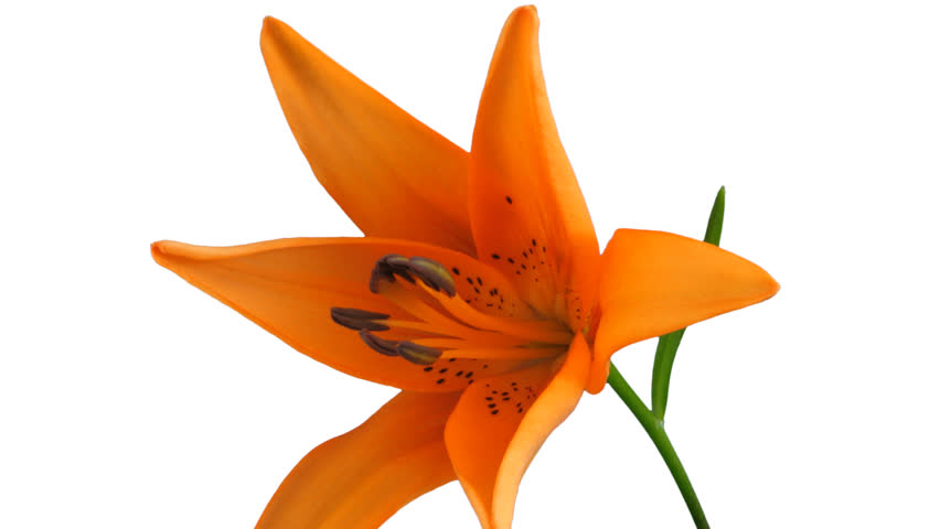 Time-lapse Of Opening Orange Lily 2b1 In .PNG+ Format With Alpha ...