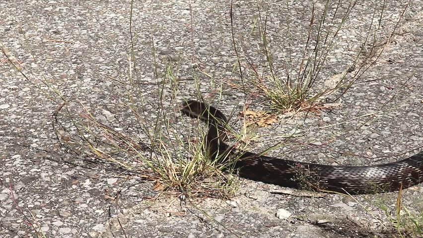 Black Ratsnake Slithering Across A Road In Ontario, Canada. Also Known ...