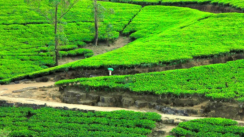 Sri Lanka Tea Garden Mountains And Dirt Road In Nuwara Eliya Stock ...