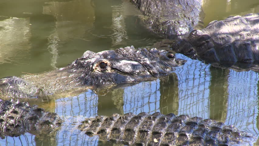 Crocodile At River In Amazon Rainforest In Peru Stock Footage Video ...