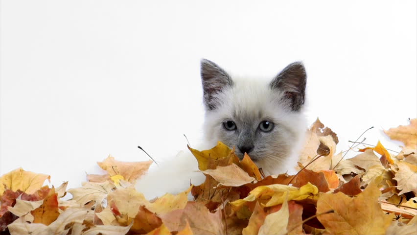 Cute Kitten Playing In Pile Of Fall Leaves Stock Footage Video 3003631 ...