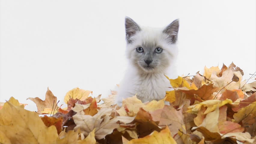 Cute Kitten Playing In Pile Of Fall Leaves Stock Footage Video 3003631 ...